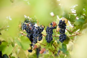 Wine grapes