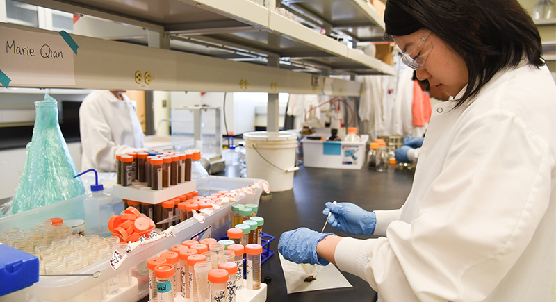 A graduate student works in the Bioproducts, Sciences and Engineering Laboratory at WSU Tri-Cities