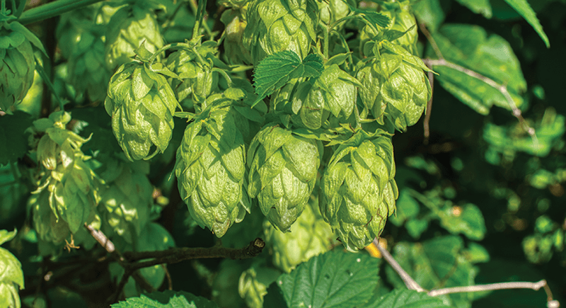 Hops.