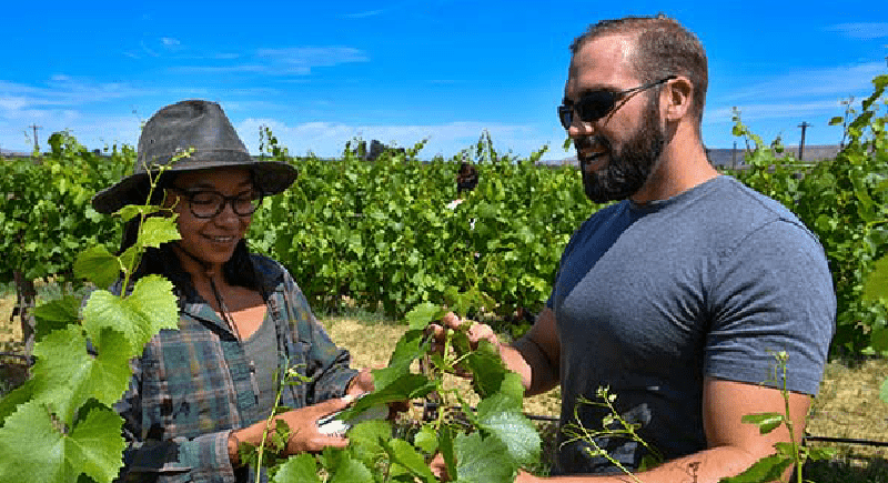 Pierre Davadant checks the health of vineyard plants in Prosser, Wash. with Monique Ortiz, an intern for Markus Keller’s research team.