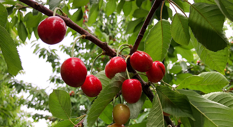 Cherries not impacted by frost damage