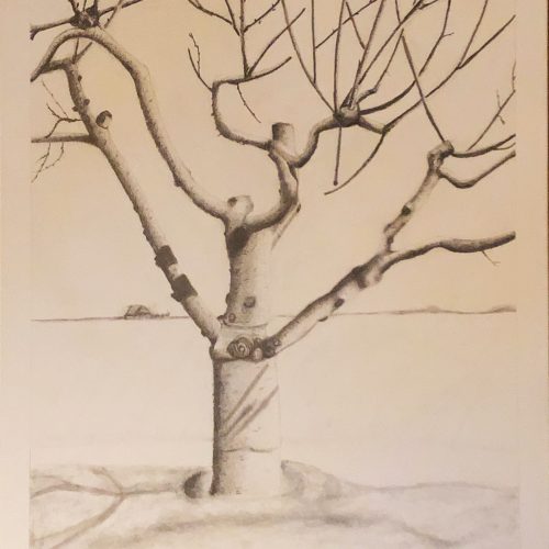 graphite drawing of a Cherrytree