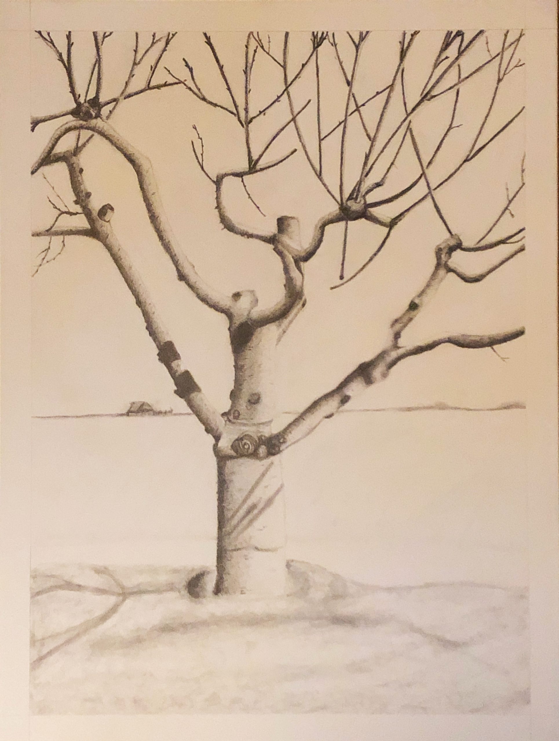 graphite drawing of a Cherrytree
