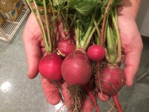 Radishes harvest from the WSU Tri-Cities plots at the Richland Community Garden