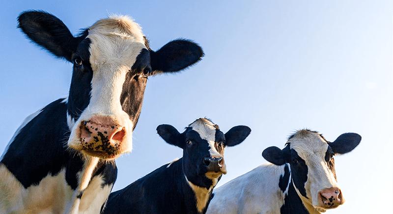 Three cows with a blue sky background