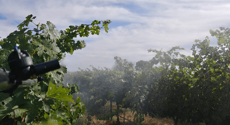 Mister device in vineyard