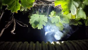 Smoke is distributed through large plastic tubes to grapevines to measure the impact of smoke exposure on grapes.