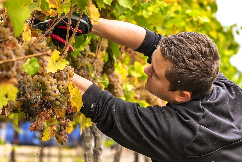 Student picking grapes from vineyard.