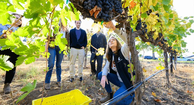 Professor kneeling down in a vineyard to point at wine grapes on a vine while four students watch.