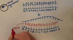 Hand drawing a diagram of mRNA with a marker.